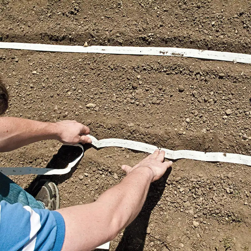 樱桃贝拉萝卜种子