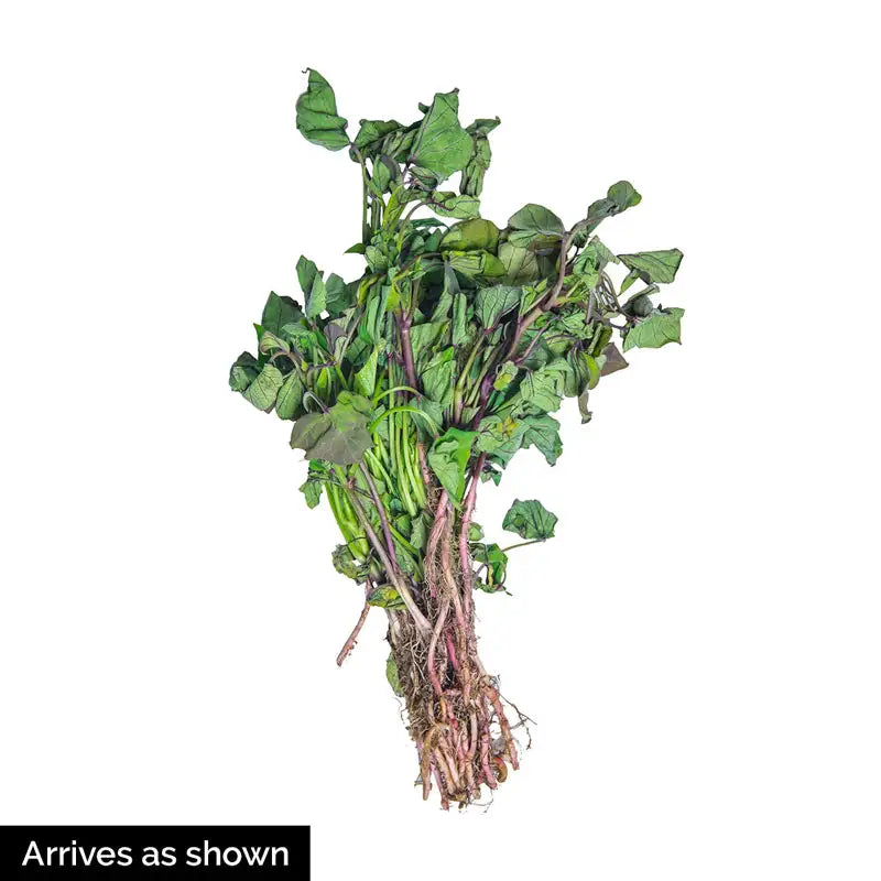 改良底特律甜菜种子